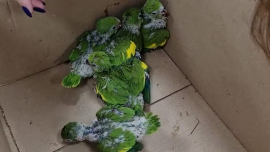 Filhotes de periquito-tuim são resgatados após incêndio em área de mata em Marília