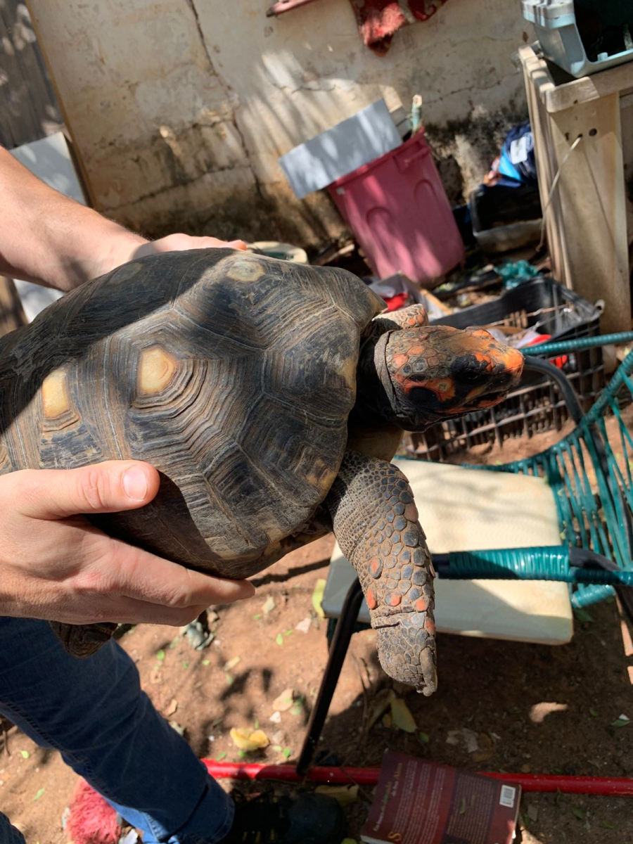 Autoridades resgatam 14 animais mantidos em condições críticas em Marília