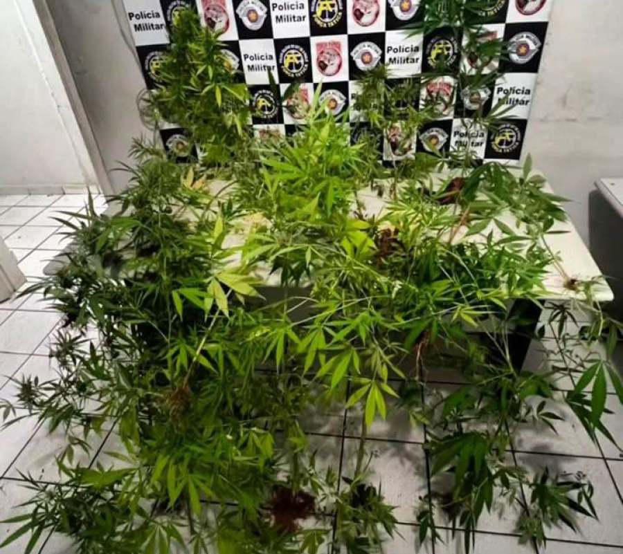 Homem é preso após PM localizar plantio de maconha em casa na zona Oeste de Marília