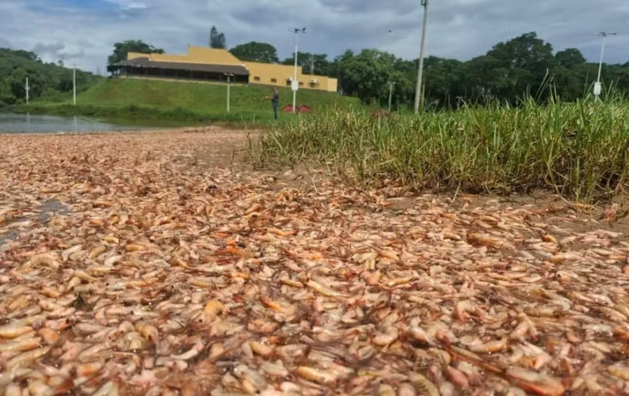 Mortandade de camarões-pitu é registrada no Rio Tietê e mobiliza órgãos ambientais no interior de SP
