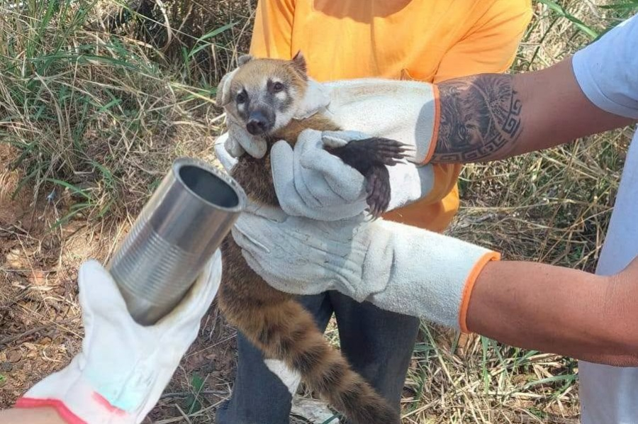 Quati é resgatado após ficar com a cabeça presa em lata descartada irregularmente em estrada de Pompéia