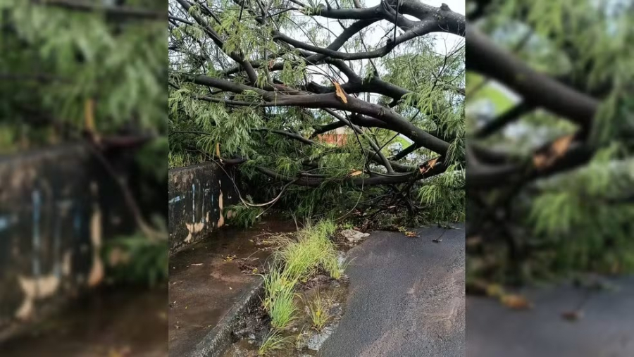 Temporal provoca estragos em São Manuel e derruba árvore na Marechal Rondon